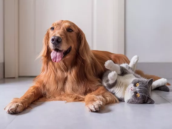 Seguro de mascotas